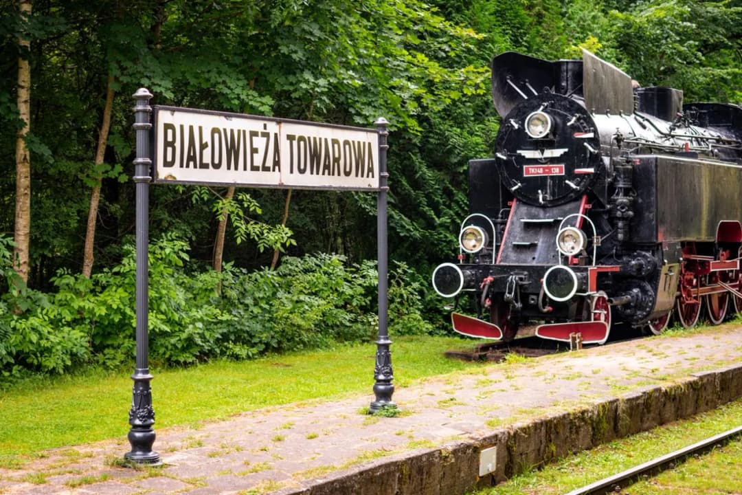 Najlepsze atrakcje w Puszczy Białowieskiej, które musisz zobaczyć